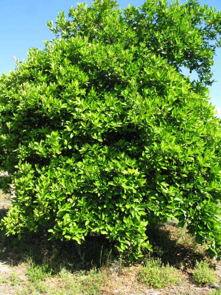            Habit (Winter Haven, FL)   